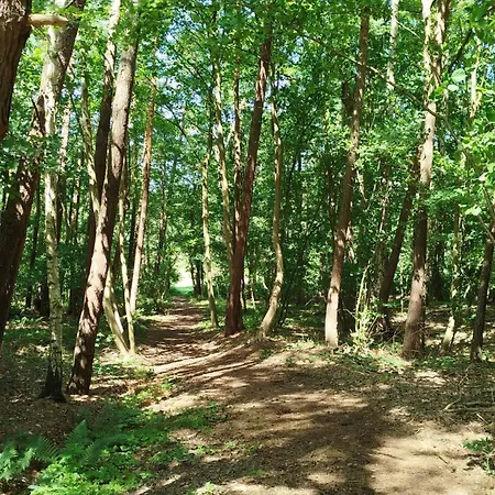 Baumzelt Mitten Im Wald Bis 180kg Kamp alanı Selmsdorf