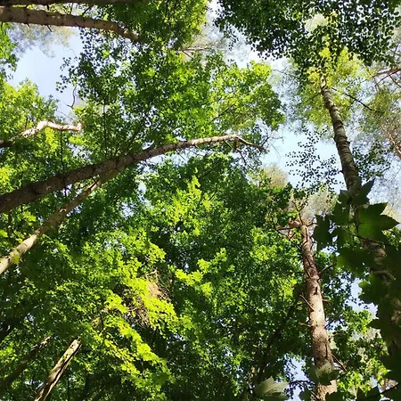Baumzelt Mitten Im Wald Bis 180kg Kamp alanı Selmsdorf