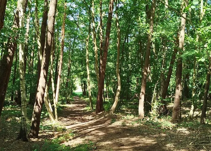Baumzelt Mitten Im Wald Bis 180kg 营地 Selmsdorf