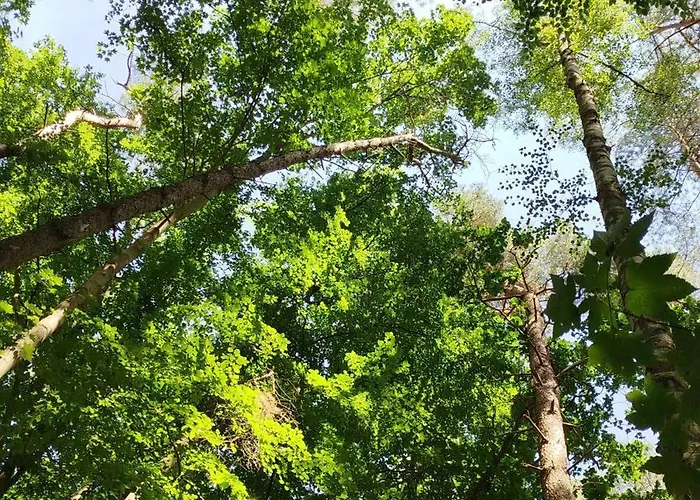 Baumzelt Mitten Im Wald Bis 180kg 营地 Selmsdorf